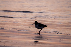Haematopus palliatus
