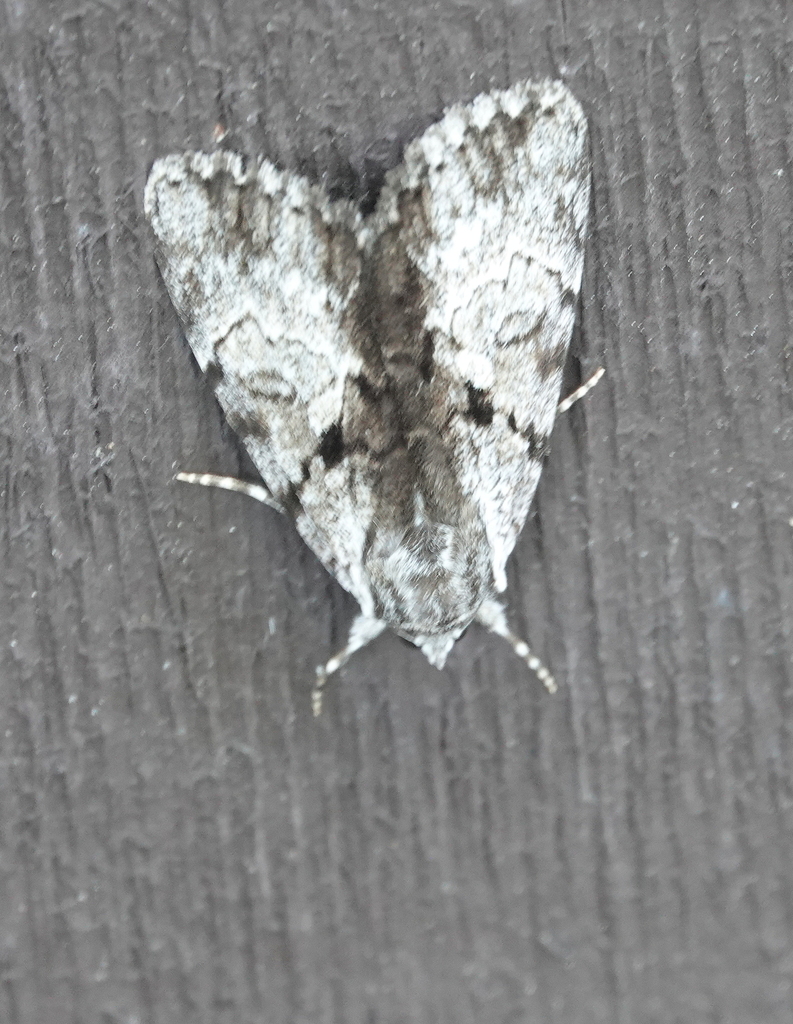 Gloomy Underwing