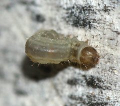 Lepidoptera