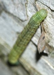 Lepidoptera