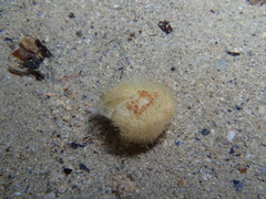 Spatangoida