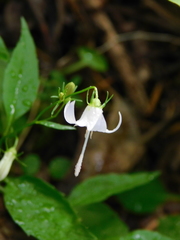 Campanula scouleri