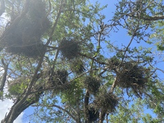 Tillandsia baileyi
