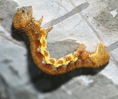 Erannis defoliaria