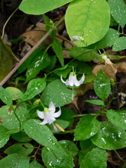 Campanula scouleri