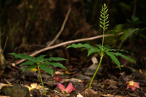 Habenaria amplifolia observed 2019-07-21