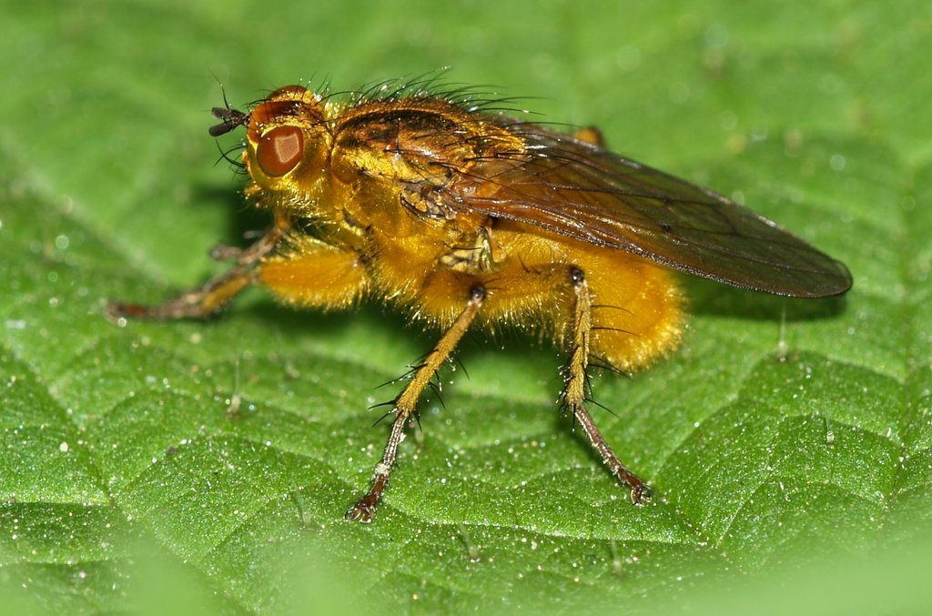 Golden Dung Fly (Scathophaga stercoraria) · iNaturalist