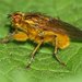 Golden Dung Fly - Photo (c) portioid, some rights reserved (CC BY-SA), uploaded by portioid