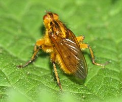 Scathophaga stercoraria