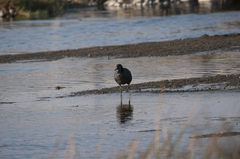 Fulica ardesiaca