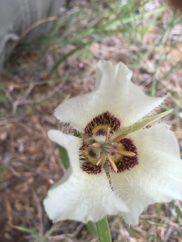 Image of Calochortus umpquaensis by (c) Aaron Roe, some rights reserved (CC BY)