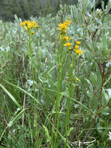 Packera pseudaurea var. flavula