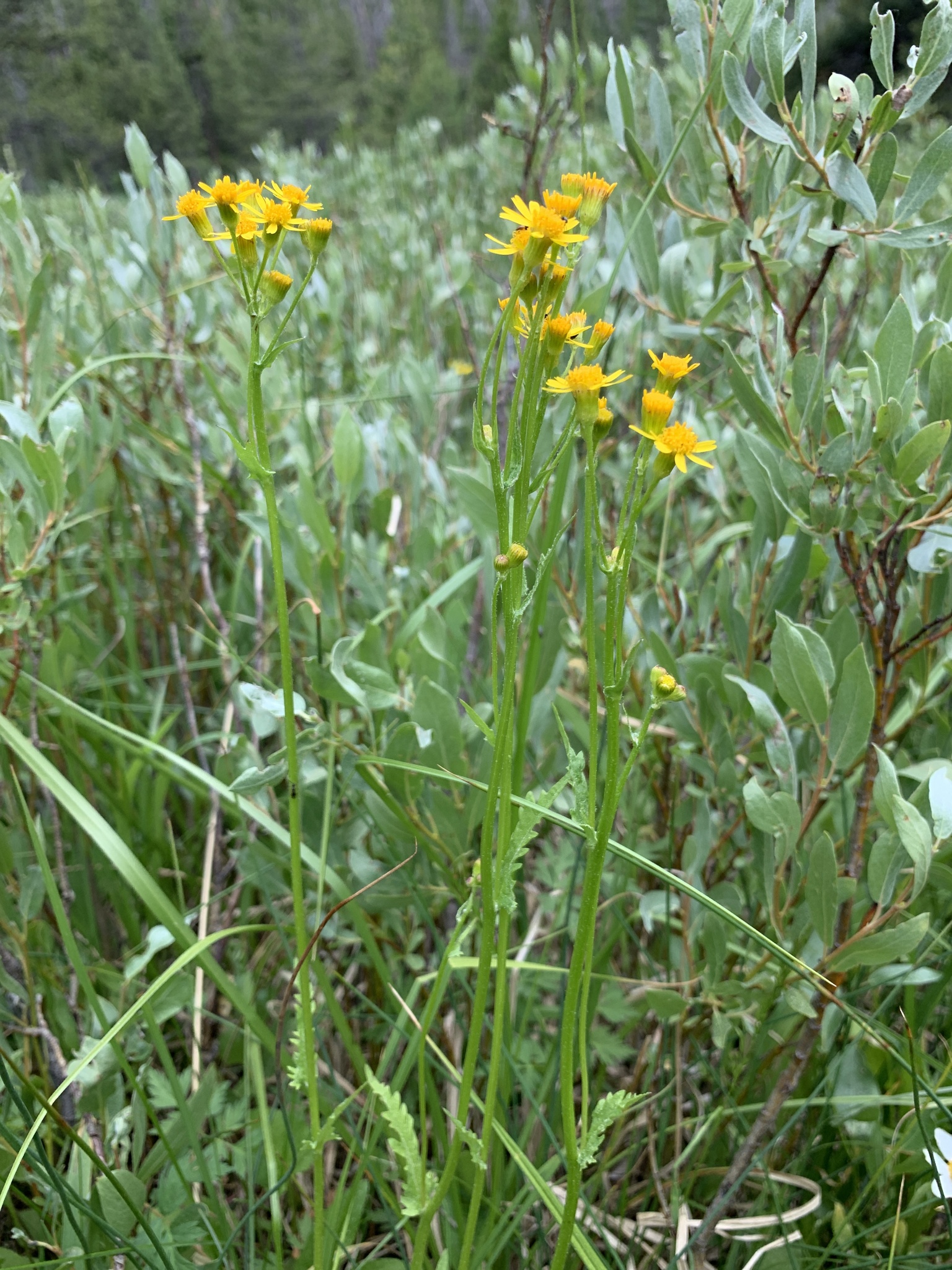 Packera pseudaurea var. flavula