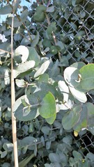 Eucalyptus cordata
