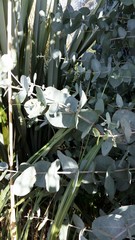 Eucalyptus cordata