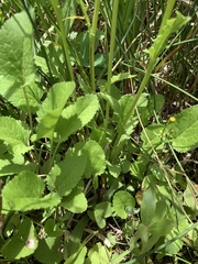 Packera pseudaurea flavula