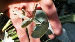 Eucalyptus cordata