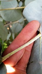 Eucalyptus cordata