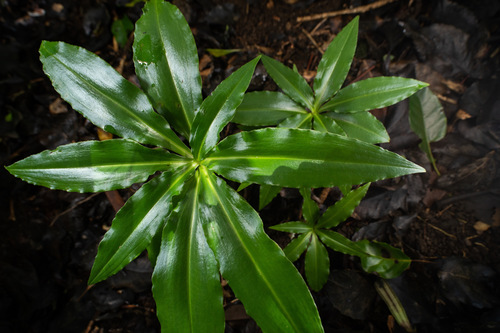 Habenaria amplifolia observed 2019-06-09
