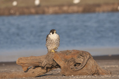Falco peregrinus