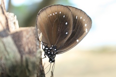 Euploea leucostictos