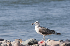 Larus dominicanus