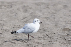 Chroicocephalus serranus