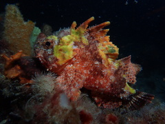 Scorpaena sumptuosa