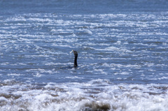 Nannopterum brasilianum