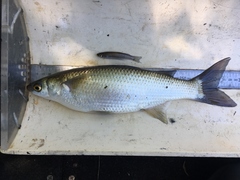 Freshwater Mullet photo 1