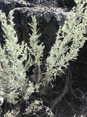 Artemisia tripartita