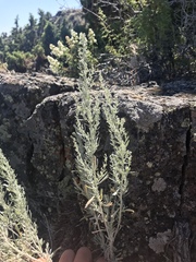 Artemisia tripartita