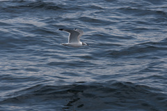 Leucophaeus pipixcan