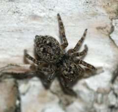 Attulus pubescens