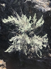Artemisia tripartita