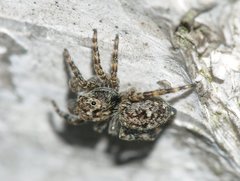 Attulus pubescens