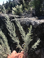 Artemisia tripartita