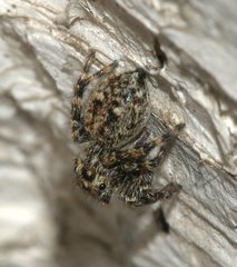 Attulus pubescens