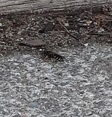 Aphilanthops frigidus