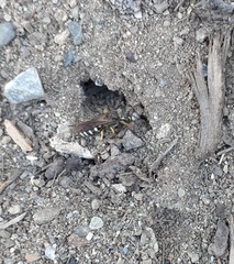 Aphilanthops frigidus