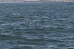 Poikilocarbo gaimardi