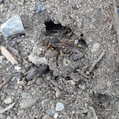 Aphilanthops frigidus