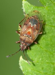 Kleidocerys resedae
