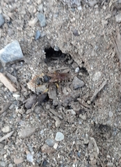 Aphilanthops frigidus