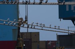 Leucophaeus pipixcan