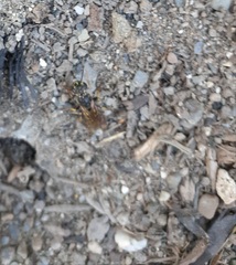 Aphilanthops frigidus