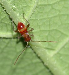 Closterotomus fulvomaculatus