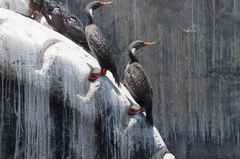 Poikilocarbo gaimardi