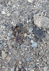 Aphilanthops frigidus