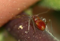 Closterotomus fulvomaculatus